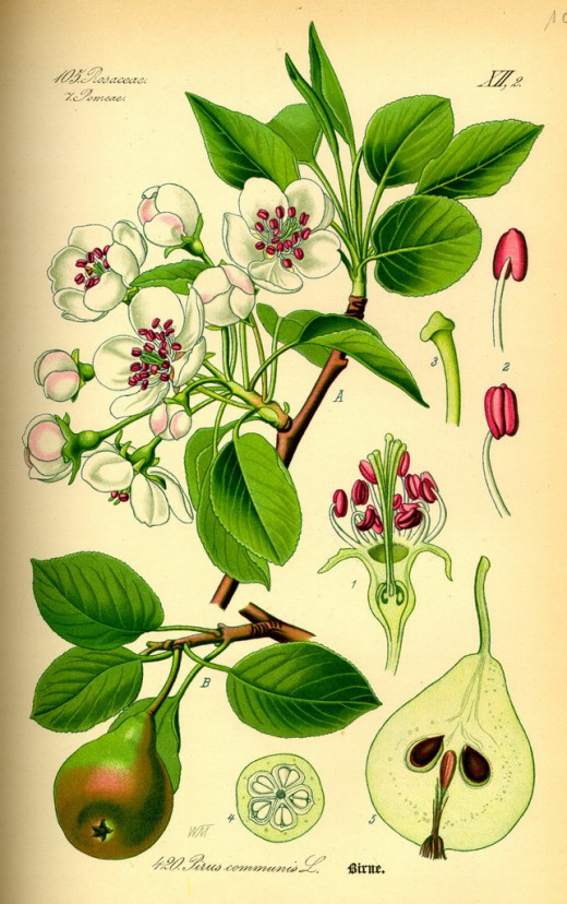 Груша обыкновенная. Ботаническая иллюстрация из книги О. В. Томе «Flora von Deutschland, Österreich und der Schweiz», 1885