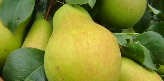 Груша, сорт "Северянка"