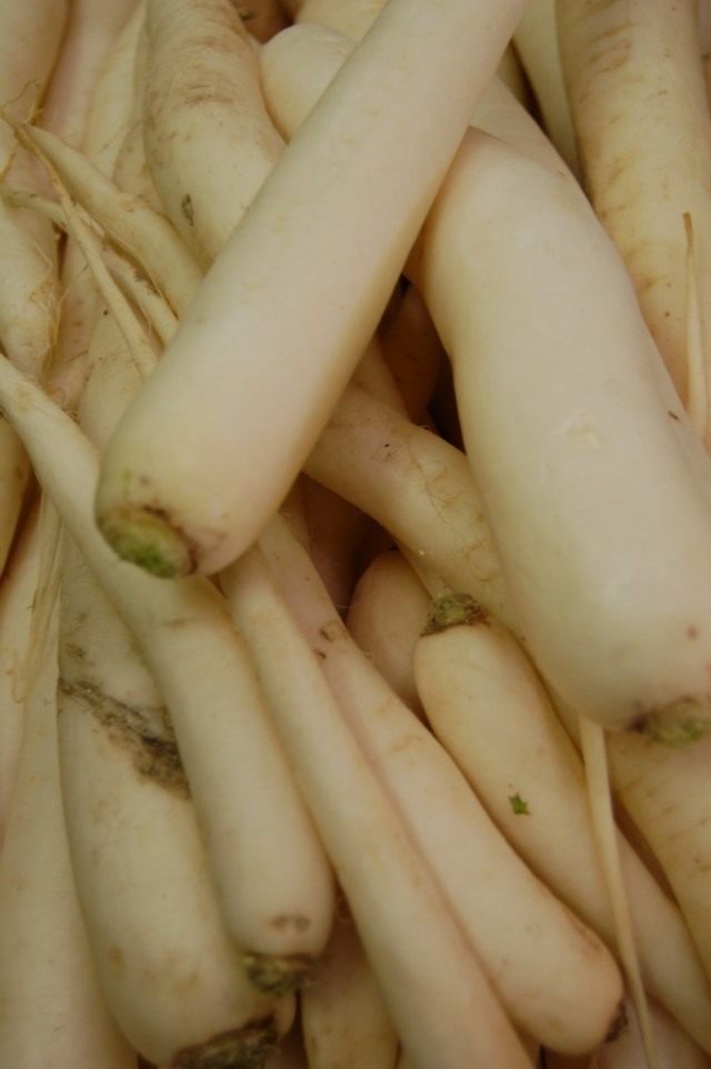 Редька (Raphanus) Редька (Raphanus)