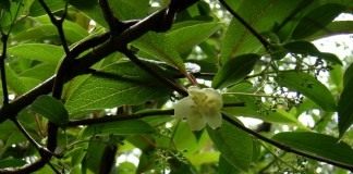 Лимонник (Schisandra)