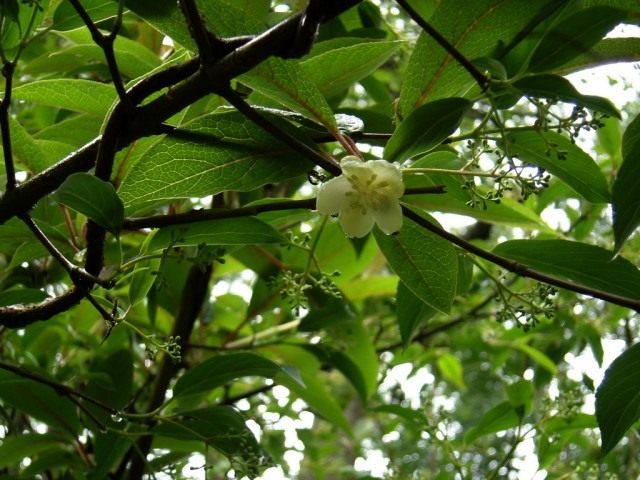 Лимонник (Schisandra) Лимонник (Schisandra)
