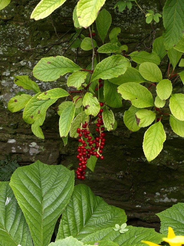 Лимонник (Schisandra) Лимонник (Schisandra)