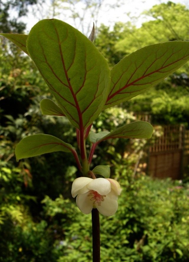 Лимонник (Schisandra) Лимонник (Schisandra)