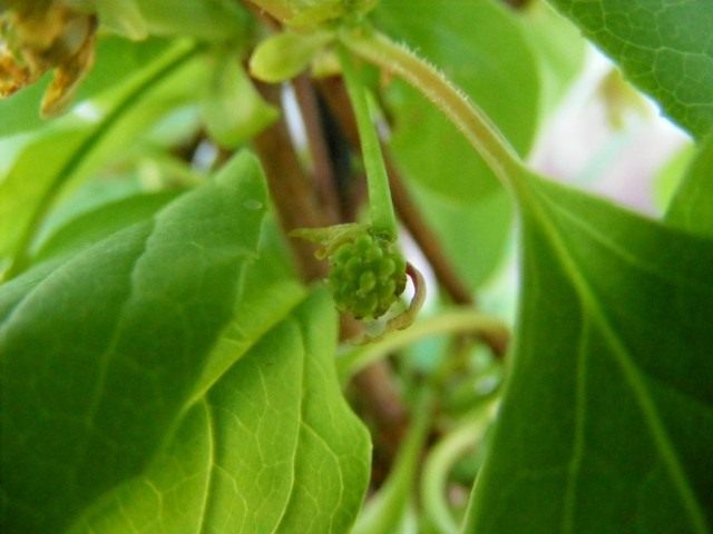 Лимонник (Schisandra) Лимонник (Schisandra)