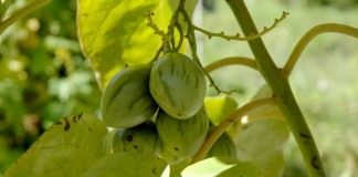 Гроздь неспелых плодов Тамарилло (Cyphomandra betacea)