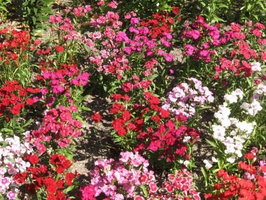 Sweet William