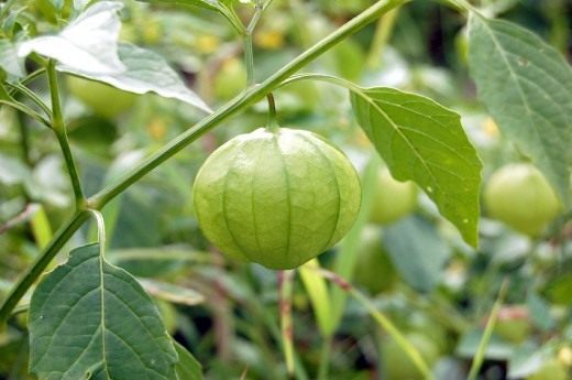Физалис овощной коробочка с плодом Физалис овощной коробочка с плодом