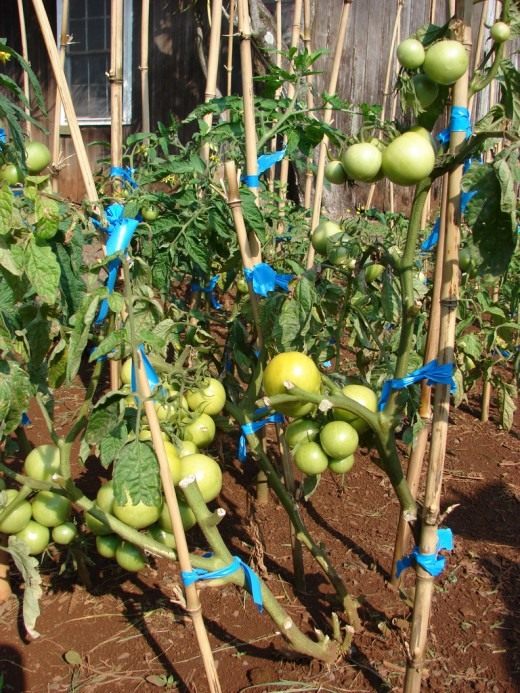 Tomato