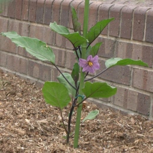 aubergine8