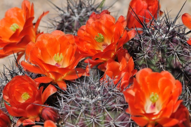 Эхиноцереус трехколючковый (Echinocereus triglochidiatus) Эхиноцереус трехколючковый (Echinocereus triglochidiatus)