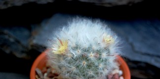 Маммиллярия бокасанская (Mammillaria bocasana)
