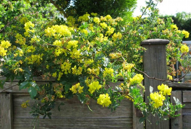 Ракитник венечный (Cytisus scoparius) Ракитник венечный (Cytisus scoparius)