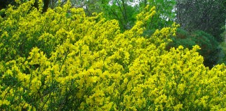 Ракитник русский (Cytisus ruthenicus) синоним Ракитник Цингера (Cytisus zingeri)