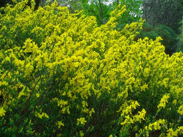 Ракитник русский (Cytisus ruthenicus) синоним Ракитник Цингера (Cytisus zingeri) Ракитник русский (Cytisus ruthenicus) синоним Ракитник Цингера (Cytisus zingeri)