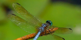 Стрекоза — воздушный волк - Животные Стрекоза (Odonata)