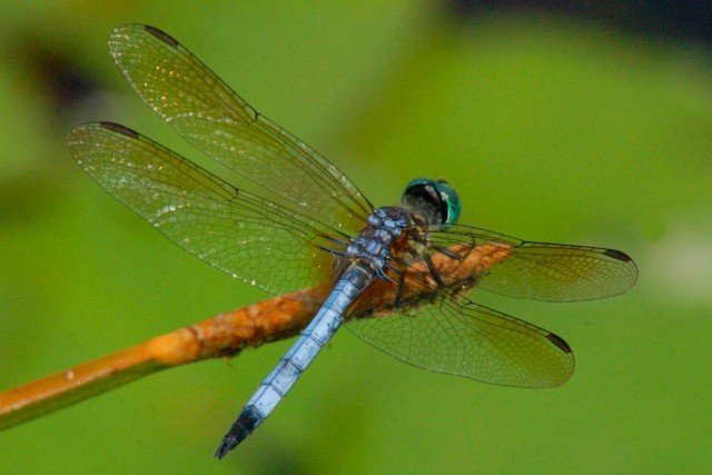 Стрекоза (Odonata) Стрекоза (Odonata)