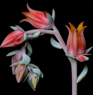 Эчеверия Руниона (Echeveria runyonii) Эчеверия Руниона (Echeveria runyonii)