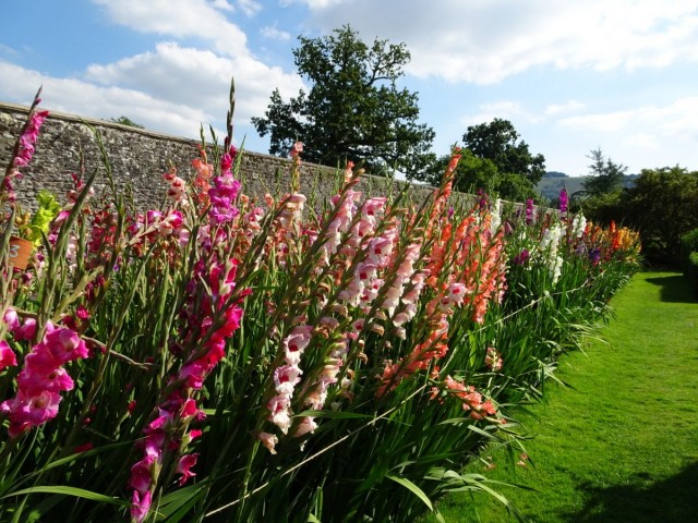Гладиолус (Gladiolus) Гладиолус (Gladiolus)