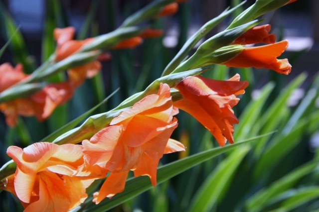 Гладиолус (Gladiolus) Гладиолус (Gladiolus)