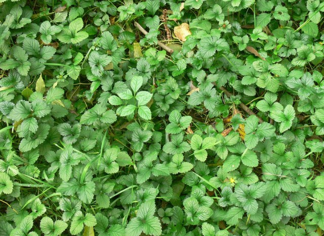 Лапчатка индийская (Potentilla indicа) Лапчатка индийская (Potentilla indicа)