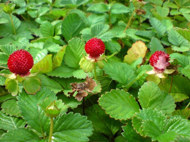 Лапчатка индийская (Potentilla indicа) Лапчатка индийская (Potentilla indicа)