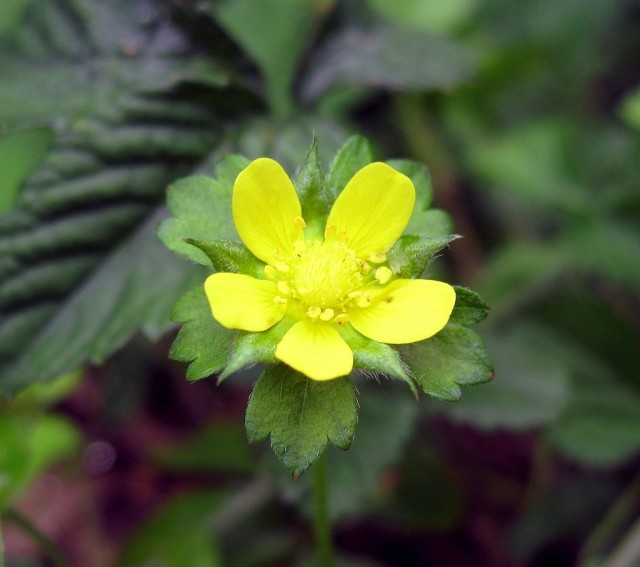 Лапчатка индийская (Potentilla indicа) Лапчатка индийская (Potentilla indicа)