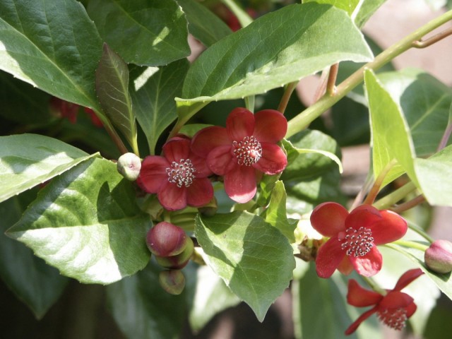 Лимонник красноцветковый (Schisandra rubriflora)