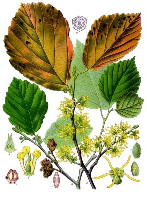 Гамамелис виргинский (Hamamelis virginiana). Ботаническая иллюстрация из книги «Köhler’s Medizinal-Pflanzen», 1887