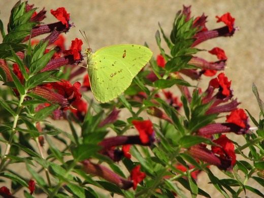 Куфея (Cuphea roseana) Куфея (Cuphea roseana)