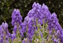 Борец клобучковый, или Аконит клобучковый сорт «Ньюри Блю» (Aconitum napellus 'Newry Blue')