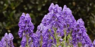 Борец клобучковый, или Аконит клобучковый сорт «Ньюри Блю» (Aconitum napellus 'Newry Blue')