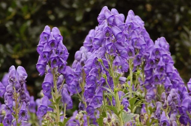 Борец клобучковый, или Аконит клобучковый сорт "Ньюри Блю" (Aconitum napellus 'Newry Blue') Борец клобучковый, или Аконит клобучковый сорт "Ньюри Блю" (Aconitum napellus 'Newry Blue')