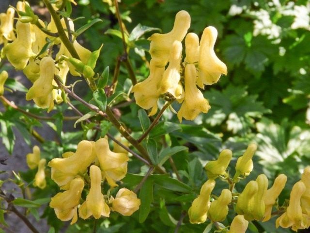 Борец, или Аконит Ламарка (Aconitum lamarckii) Борец, или Аконит Ламарка (Aconitum lamarckii)