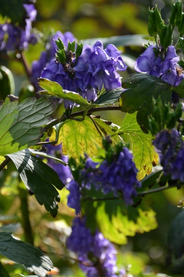 Борец Хемсли, или Аконит Хемсли (Aconitum Hemsleyanum) Борец Хемсли, или Аконит Хемсли (Aconitum Hemsleyanum)