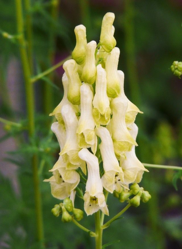 Борец противоядный, или Аконит Антора (Aconitum anthora) Борец противоядный, или Аконит Антора (Aconitum anthora)