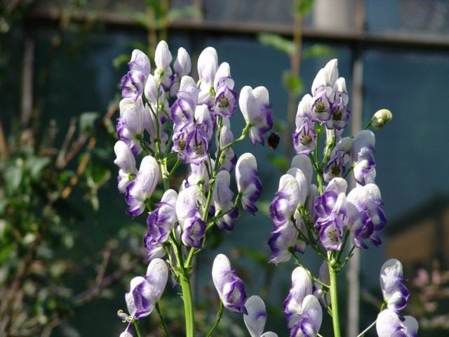 Борец или Аконит двухцветный (Aconitum bicolor) Борец или Аконит двухцветный (Aconitum bicolor)