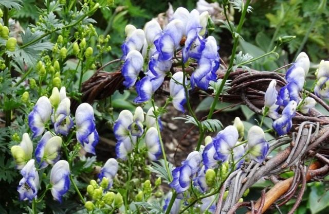 Борец или Аконит садовый "Двухцветный"(Aconitum cammarum 'Bicolor') Борец или Аконит садовый "Двухцветный"(Aconitum cammarum 'Bicolor')