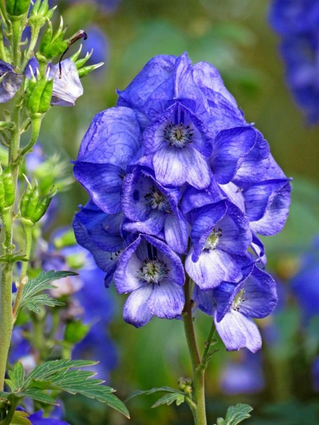Борец или Аконит Кармихеля (Aconitum carmichaelii) Борец или Аконит Кармихеля (Aconitum carmichaelii)