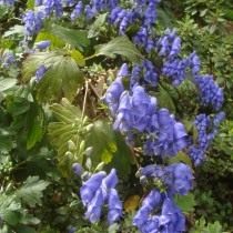 Борец или Аконит Фишера (Aconitum fischeri) Борец или Аконит Фишера (Aconitum fischeri)