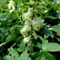 Борец шерстистоустый (Aconitum lasiostomum) Борец шерстистоустый (Aconitum lasiostomum)