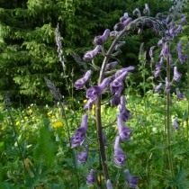 Борец или Аконит белоустный, или белоустый, или бледноустый (Aconitum leucostomum) Борец или Аконит белоустный, или белоустый, или бледноустый (Aconitum leucostomum)