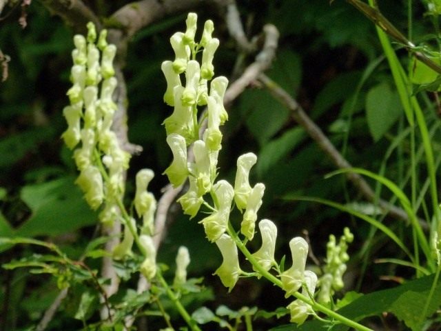 Волчий аконит (Aconitum lycoctonum) Волчий аконит (Aconitum lycoctonum)