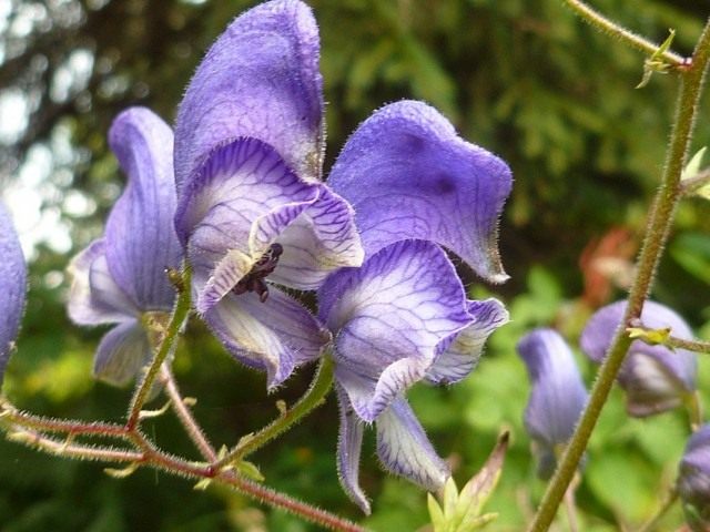 Борец или Аконит пёстрый (Aconitum variegatum) Борец или Аконит пёстрый (Aconitum variegatum)