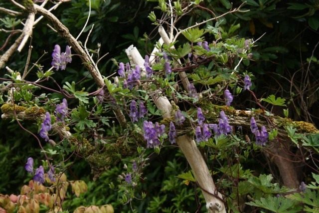 Борец вьющийся, или Аконит вьющийся (Aconitum volubile) Борец вьющийся, или Аконит вьющийся (Aconitum volubile)