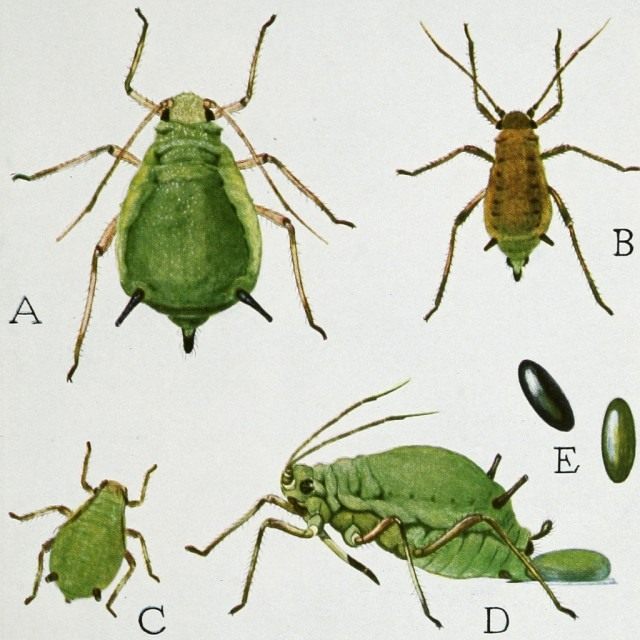 Зеленая яблонная тля (The green apple aphid) • A, взрослая самка (adult sexual female) • B, взрослый самец (adult male) • C, молодая самка (young female) • D, самка откладывающая яйцо (female laying an egg) • E, Яйца меняют цвет после того как их отложили (eggs, which turn from green to black after they are laid) Зеленая яблонная тля (The green apple aphid) • A, взрослая самка (adult sexual female) • B, взрослый самец (adult male) • C, молодая самка (young female) • D, самка откладывающая яйцо (female laying an egg) • E, Яйца меняют цвет после того как их отложили (eggs, which turn from green to black after they are laid)