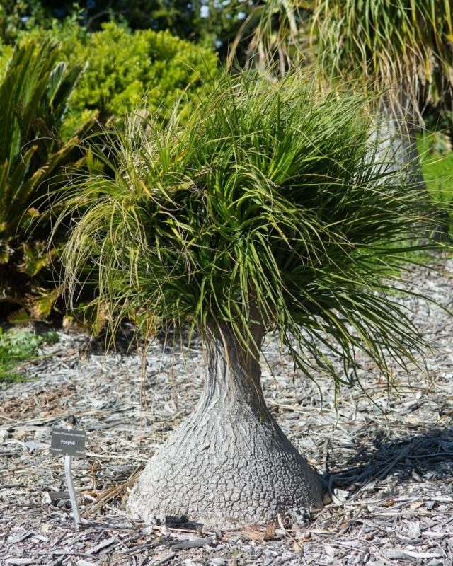 Бокарнея отогнутая (Beaucarnea recurvata), или Нолина отогнутая (Nolina recurvata) Бокарнея отогнутая (Beaucarnea recurvata), или Нолина отогнутая (Nolina recurvata)