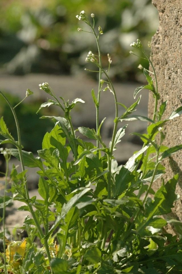 Пастушья сумка обыкновенная, или Сумочник пастуший (Capsella bursa-pastoris) Пастушья сумка обыкновенная, или Сумочник пастуший (Capsella bursa-pastoris)