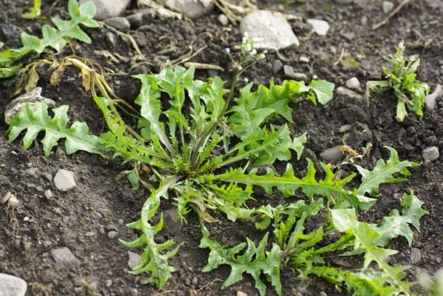 Пастушья сумка обыкновенная, или Сумочник пастуший (Capsella bursa-pastoris) Пастушья сумка обыкновенная, или Сумочник пастуший (Capsella bursa-pastoris)