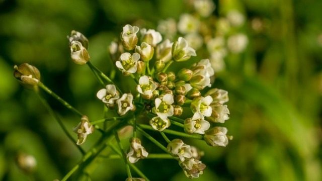 Пастушья сумка обыкновенная, или Сумочник пастуший (Capsella bursa-pastoris) Пастушья сумка обыкновенная, или Сумочник пастуший (Capsella bursa-pastoris)