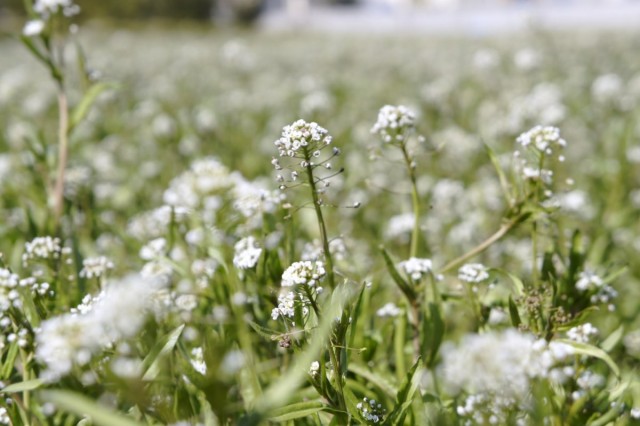 Пастушья сумка обыкновенная, или Сумочник пастуший (Capsella bursa-pastoris) Пастушья сумка обыкновенная, или Сумочник пастуший (Capsella bursa-pastoris)